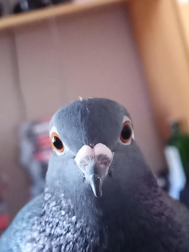 A photo of an inquisitive pigeon staring deep into your soul